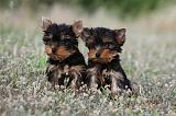 YORKSHIRE TERRIER 395